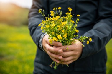 Yüksek rakımlı çayırlarda el ele tutuşan Tatar Aster çiçekleri, Çin