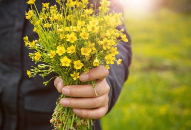 Yüksek rakımlı çayırlarda el ele tutuşan Tatar Aster çiçekleri, Çin