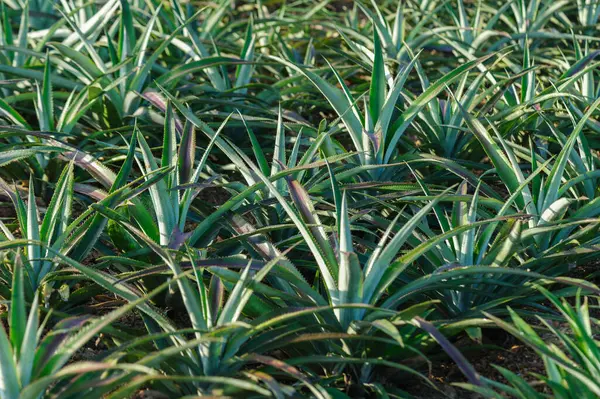 Pineapple grow on tree in garden