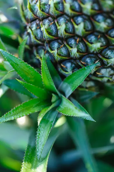 stock image Pineapple grow on tree in garden