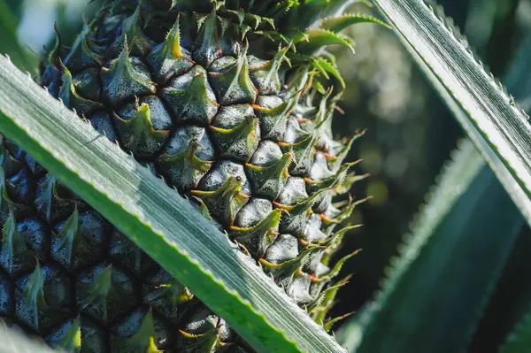 Ananas Wächst Auf Baum Garten — Stockfoto