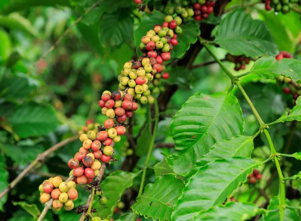 Κόκκους Καφέ Που Αναπτύσσονται Πάνω Δέντρο — Φωτογραφία Αρχείου