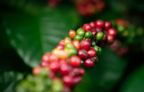 Kawa Rosną Drzewie — Zdjęcie stockowe