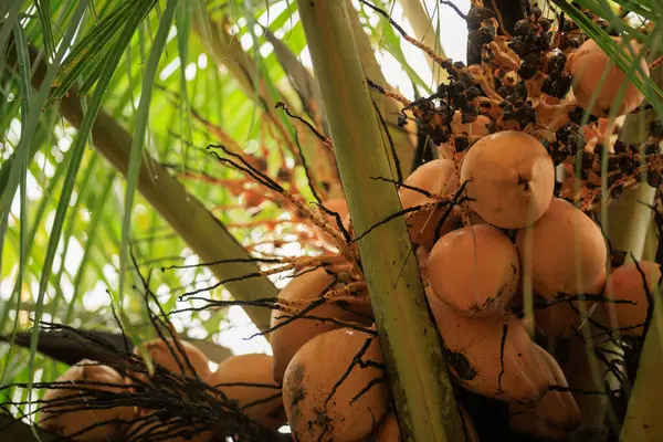 Kokos Frukter Växa Träd — Stockfoto