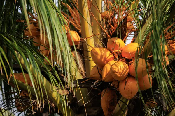 Coconut Fruits Grow Tree — Stock Photo, Image