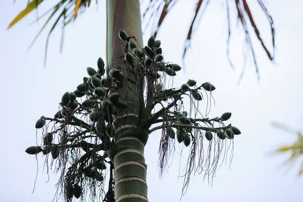 Areca palm nuts grow on tree