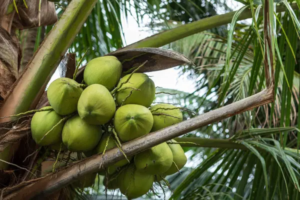 Kokos Owoce Rosną Drzewie — Zdjęcie stockowe