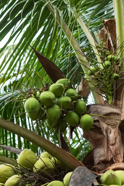 Kokosnoot Vruchten Groeien Boom — Stockfoto