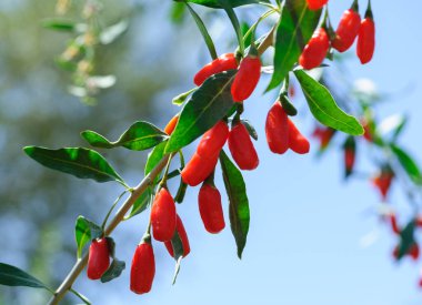 Goji meyveleri ve gün ışığı tarlasında bitkiler