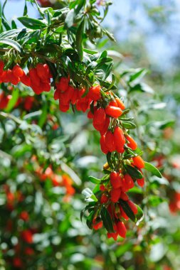 Goji meyveleri ve gün ışığı tarlasında bitkiler