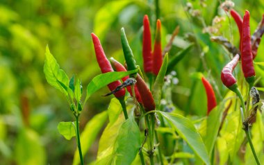 Sebze bahçesinde kırmızı biber bitkileri büyüyor