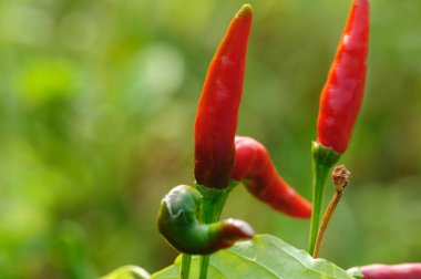 Sebze bahçesinde kırmızı biber bitkileri büyüyor