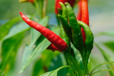 Sebze bahçesinde kırmızı biber bitkileri büyüyor