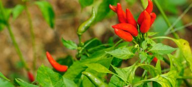 Sebze bahçesinde yeşil biber bitkileri büyüyor