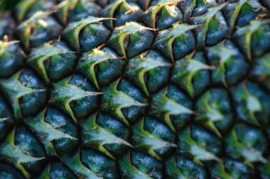 Bahçedeki ağaçta ananas yetişir.