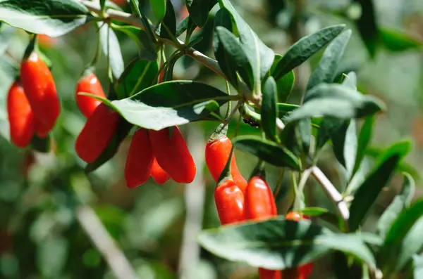 stock image Goji berry fruits and plants in sunshine field