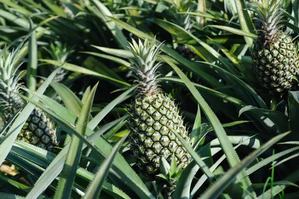 stock image Pineapple grow on tree in garden