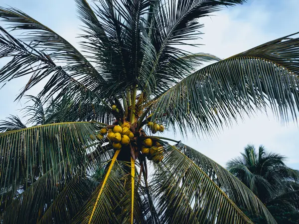 Flygfoto Kokosfrukter Växer Träd — Stockfoto