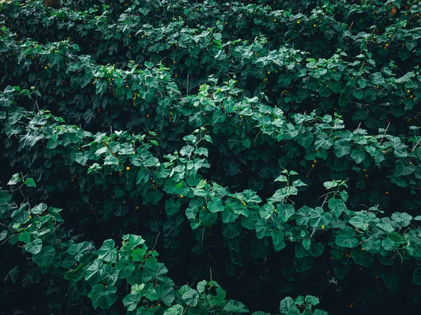Colture Cetrioli Verdi Crescita Giardino Cina — Foto Stock