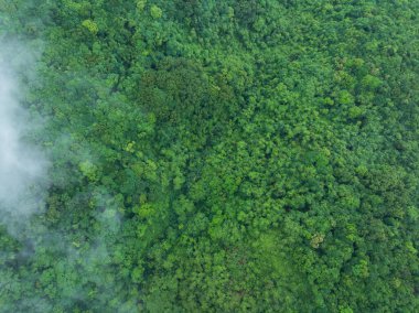 Güzel orman dağ manzarasının havadan görünüşü