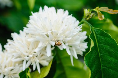 Kahve çekirdeği çiçekleri ağaçta çiçek açıyor.