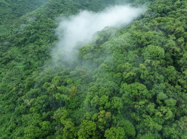 Güzel yüksek irtifa orman manzarası