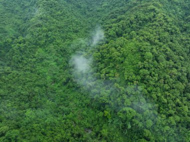 Güzel yüksek irtifa orman manzarası