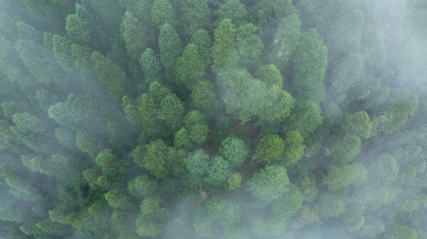 Вид с воздуха на сосны в красивых лесах