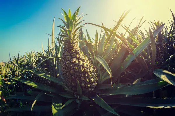 Pineapples Growing Trees Garden — Stock Photo, Image