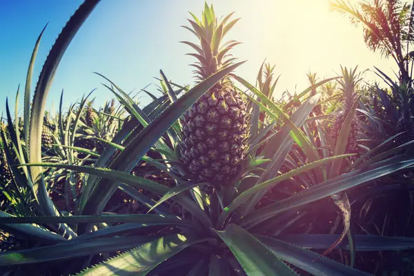 Bahçedeki ağaçlarda ananas yetişiyor.