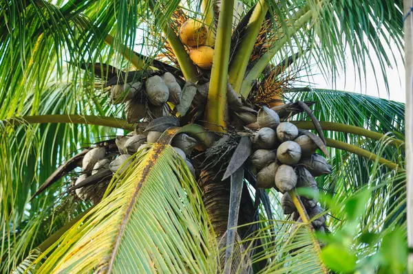 Torkade Kokosfrukter Träd — Stockfoto
