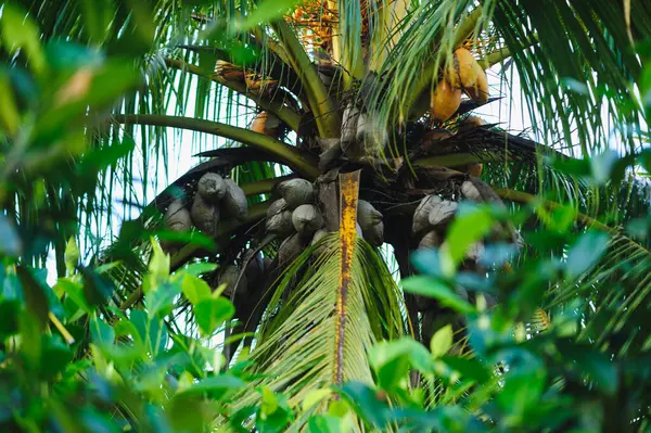 Frutos Coco Secos Árvore — Fotografia de Stock
