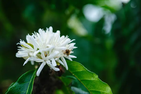 Coffee bean flowers blossom blooming on tree