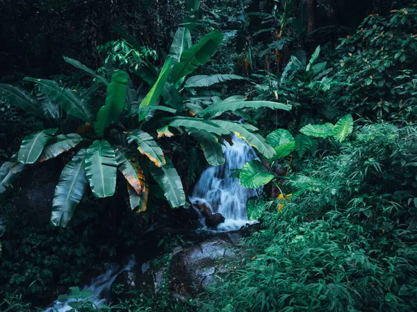 Vista Aérea Bela Paisagem Montanha Floresta Tropical Verão — Fotografia de Stock