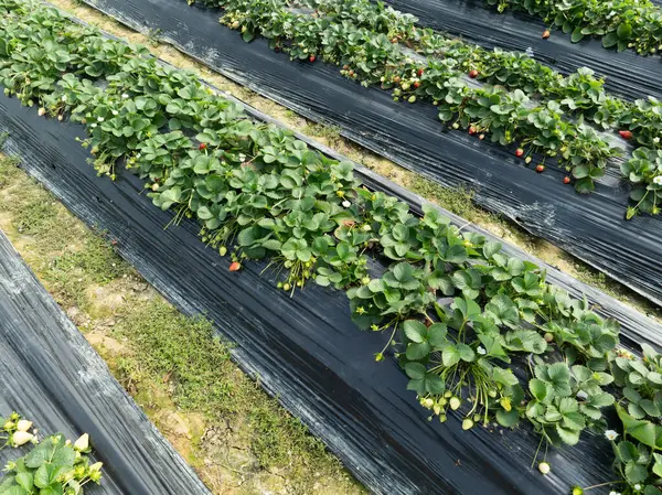 Aardbeienvruchten Groei Tuin Stockfoto