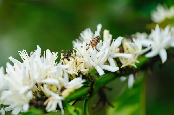 木に咲くコーヒー豆の花 ストックフォト