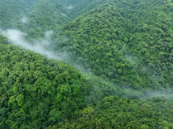Вид Воздуха Красивый Высокогорный Лесной Ландшафт Стоковое Фото