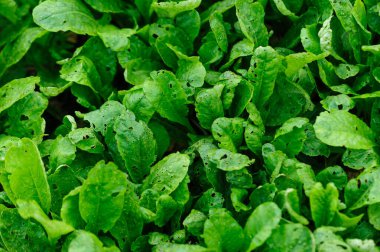 Sebze bahçesindeki solucanların açtığı delikli yeşil sebzeler.