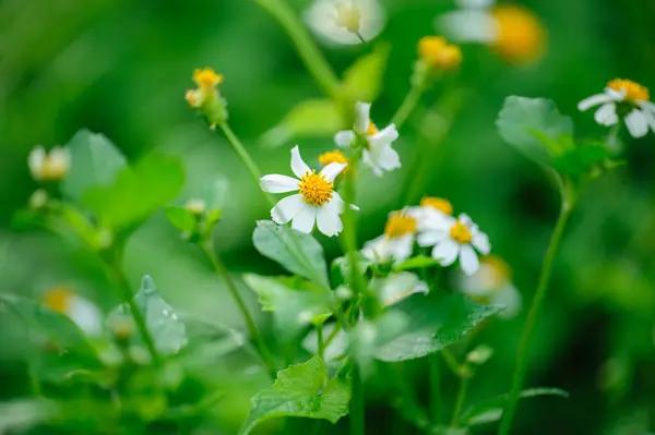 Schöne Kleine Weiße Bidens Pilosa Blüten Die Frühling Blühen lizenzfreie Stockfotos
