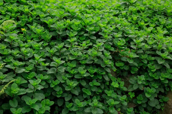 Mint Växter Växer Grönsaksland Stockfoto