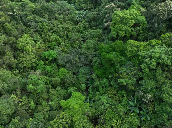 Aerial View Beautiful Tropical Forest Mountain Landscape Spring lizenzfreie Stockbilder