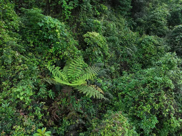 Vedere Aeriană Frumosului Peisaj Montan Din Pădure Tropicală Primăvară fotografii de stoc fără drepturi de autor