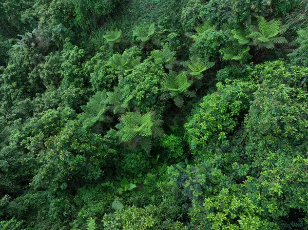 Aerial View Beautiful Tropical Forest Mountain Landscape Spring Stockbild