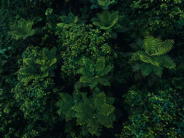 Flygfoto Över Vackra Tropiska Skog Bergslandskap Våren Stockbild