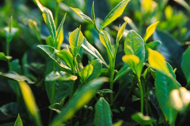 Dağlarda yeşil çay bitkileri, yakın plan 