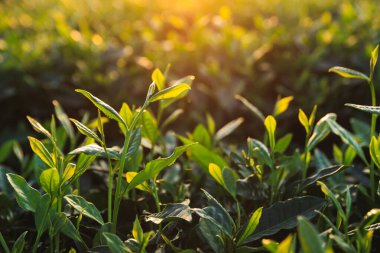 Gündüz vakti, bahar zamanı, dağlarda yeşil çay bitkileri 