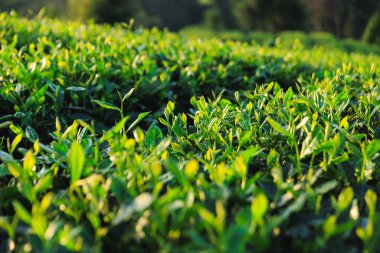 Baharda dağlarda yeşil çay çalıları 