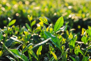 Baharda dağlarda yeşil çay çalıları 