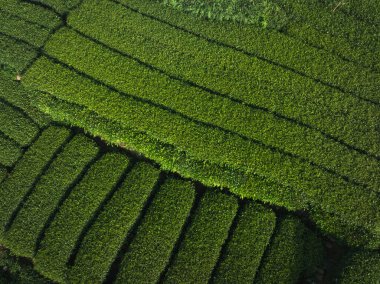 Çin 'deki çay çiftliği manzarası gündüz görünümü
