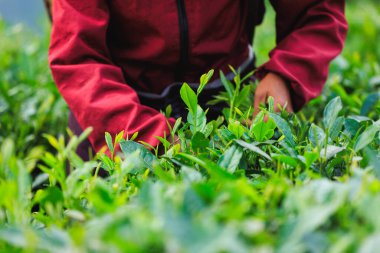 Dağlardaki çay çiftliğinde yeşil çay yaprakları toplayan kadınların yakın çekimi. 